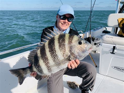 Florida sheepshead record  It can grow as large as 30″ in length with a common size between 10-20″